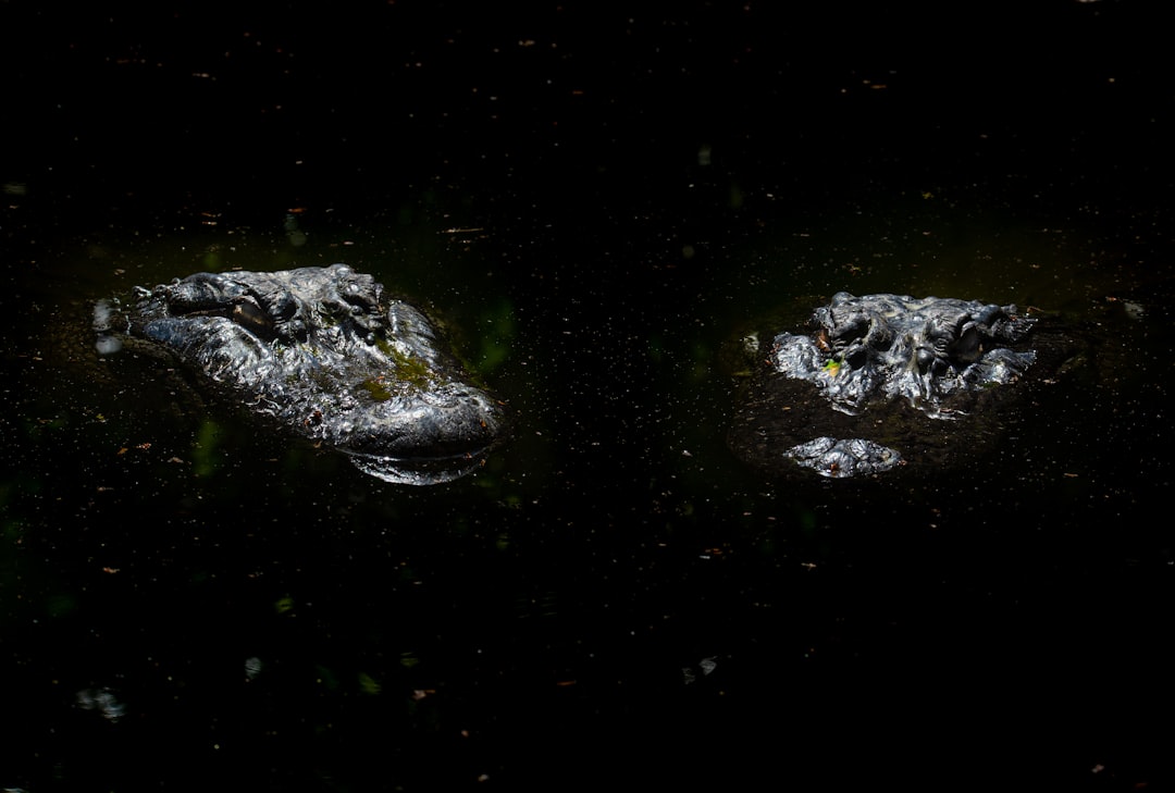 Photo Oumuamua vs 3I/ATLAS