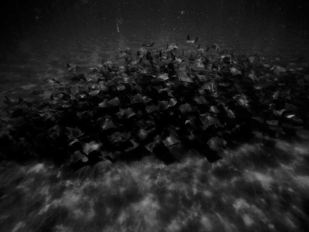 Photo deep sea meteor fragments