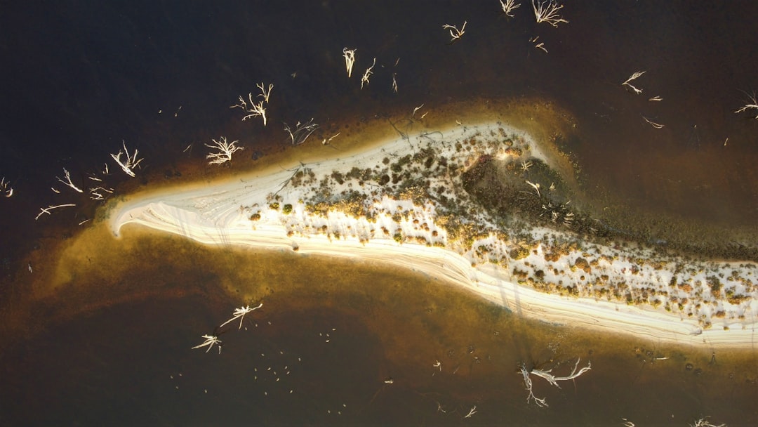 Photo extremophiles