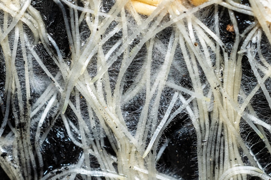 intercluster filaments