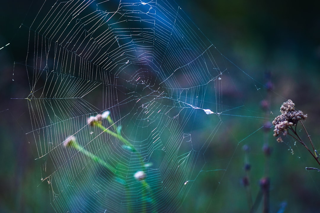 Photo cosmic web