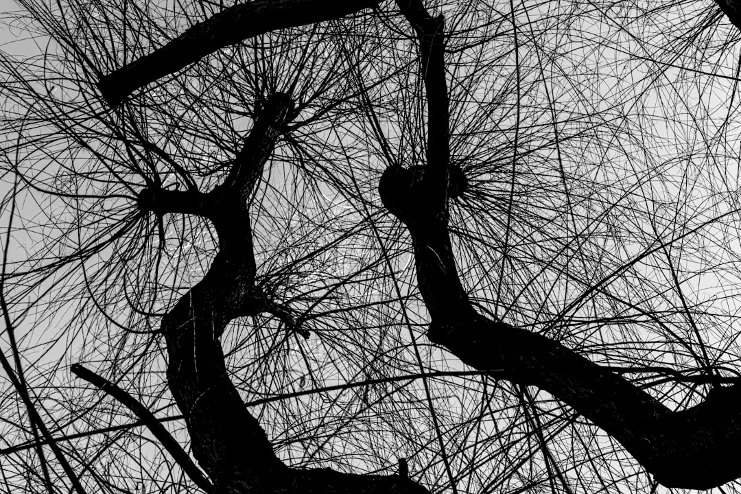 Photo entanglement wedge hypothesis