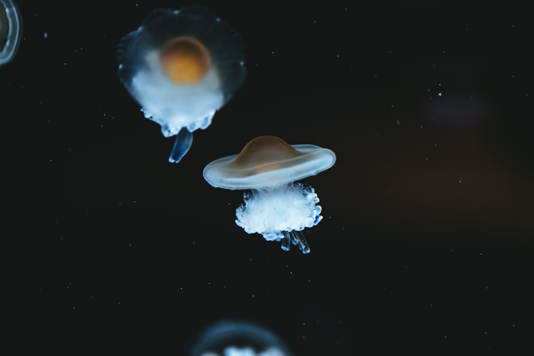 Photo stellar evolution