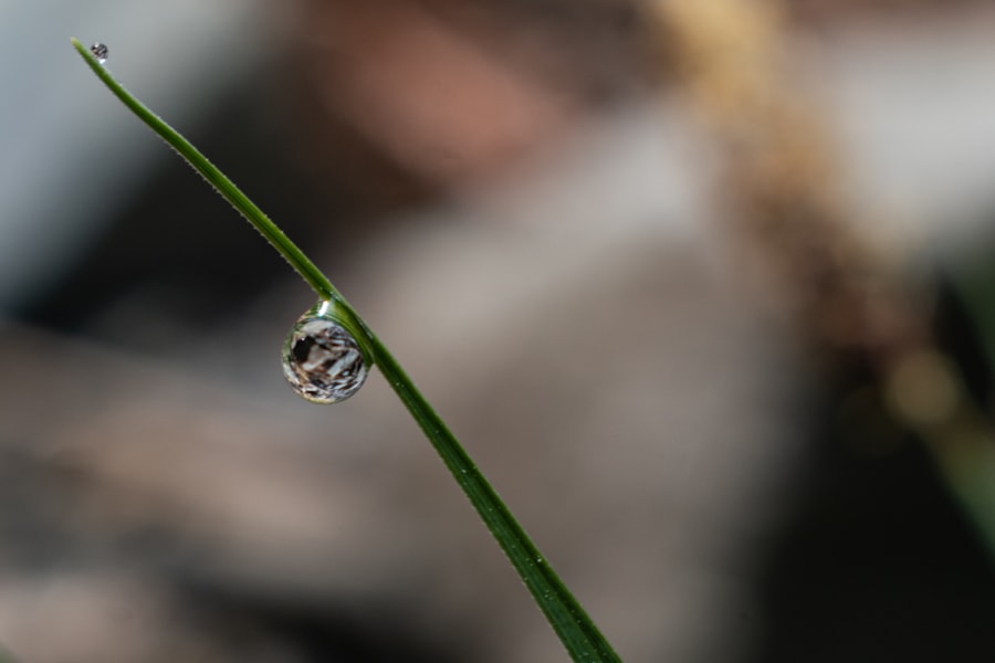 weak lensing structure growth