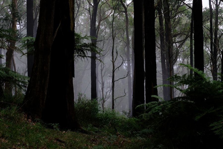 dark forest hypothesis