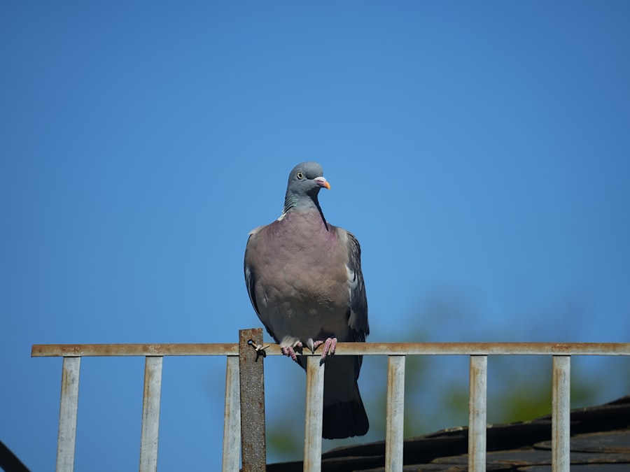 Photo observation