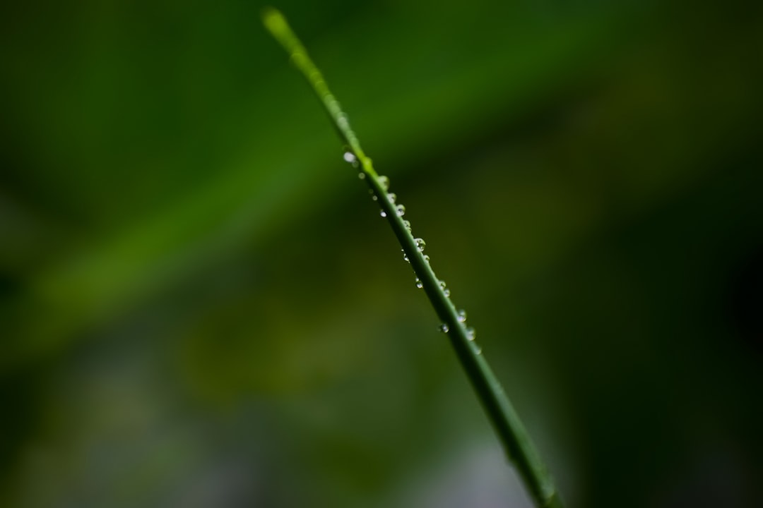 Photo weak lensing structure growth