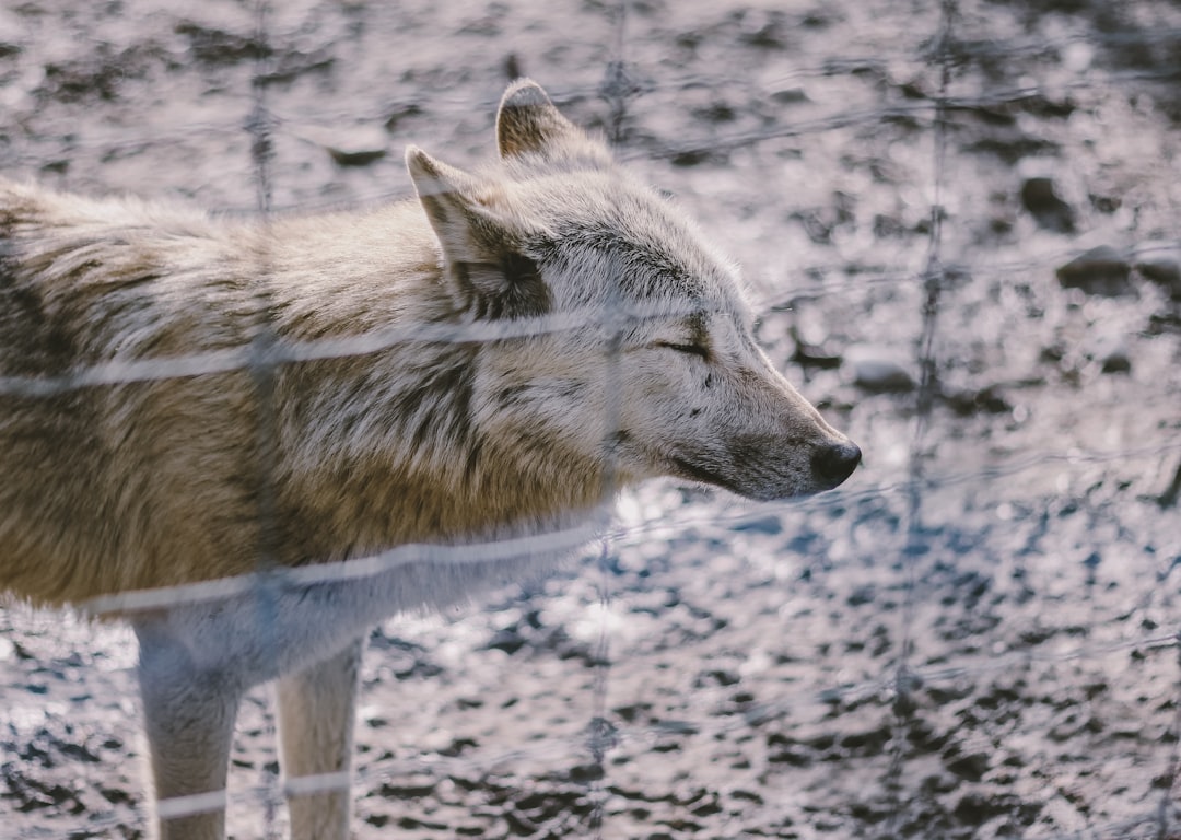 Photo integrated Sachs Wolfe effect