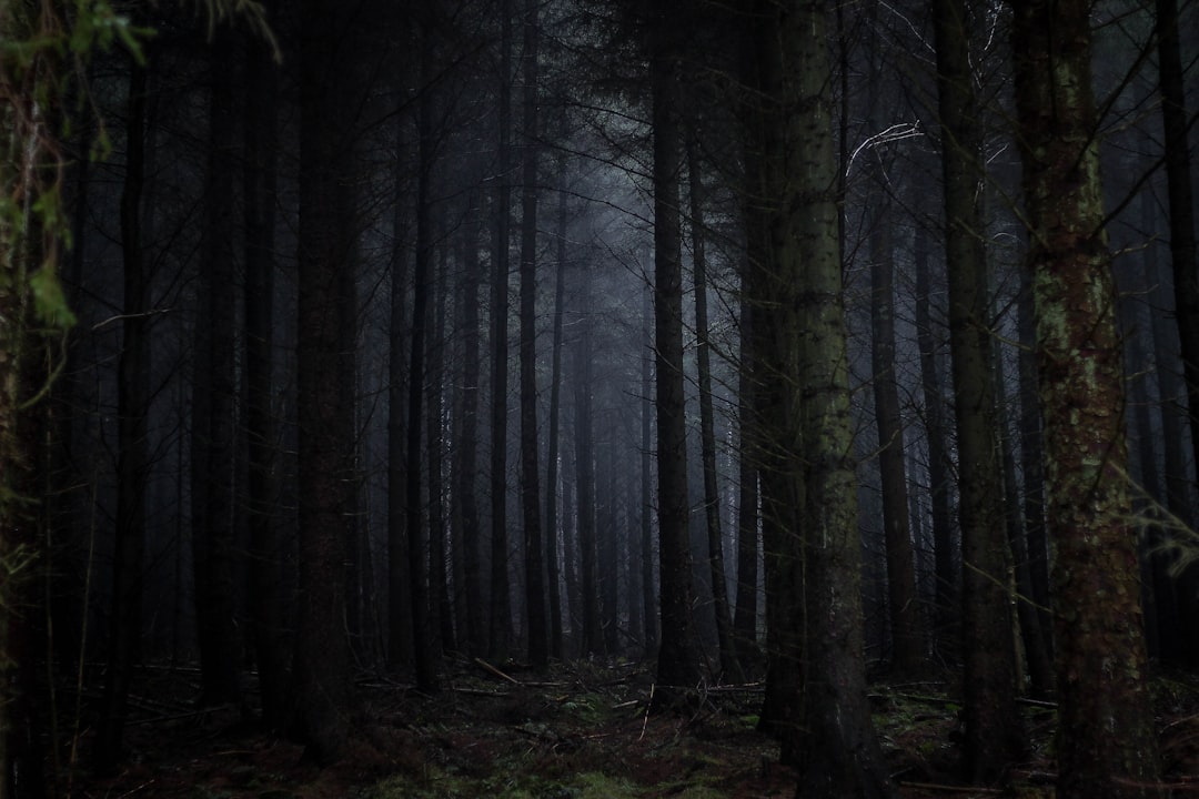 Photo dark forest hypothesis