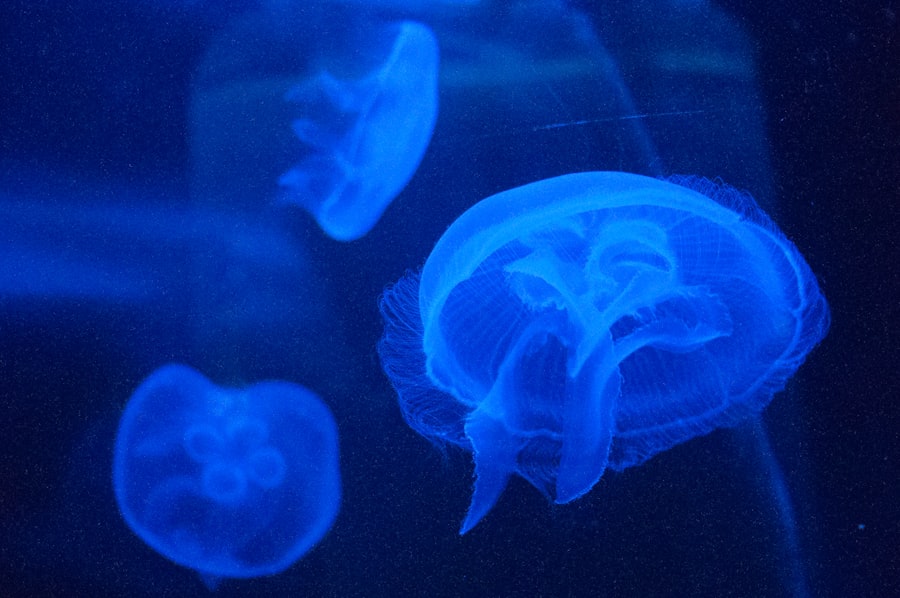 Photo perception compression brain