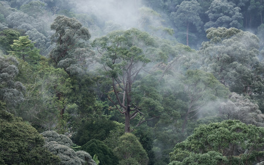 Photo ecological consequence