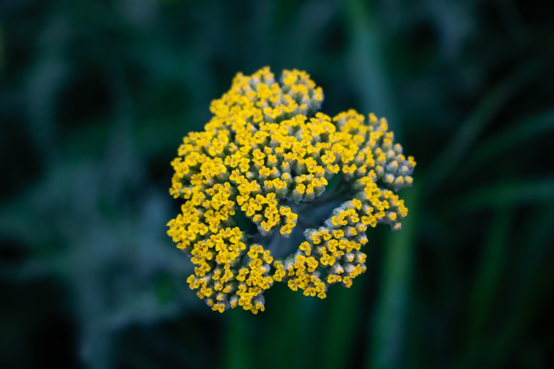 Photo attractor