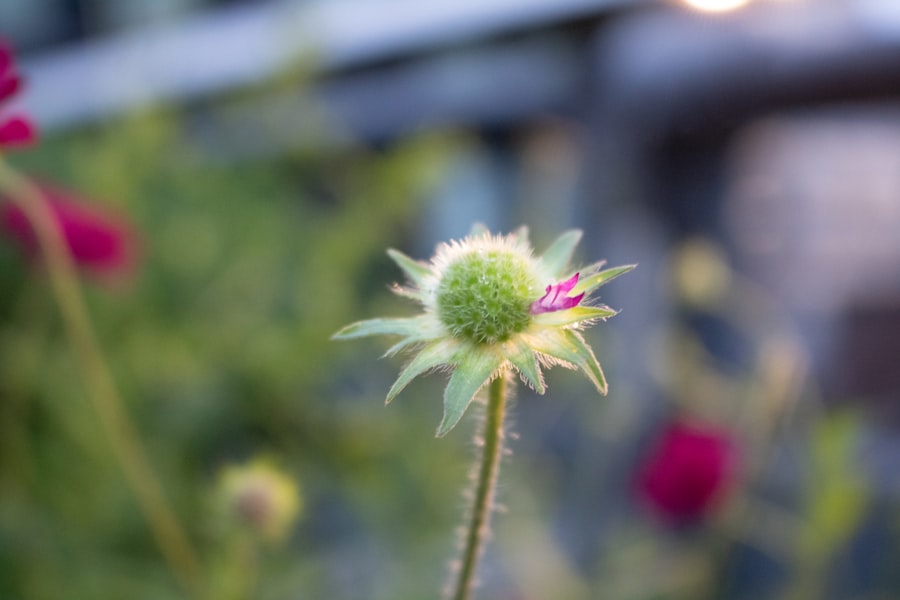 Photo attractor