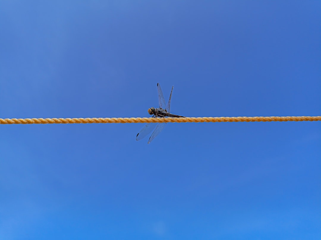 Photo dipole repeller
