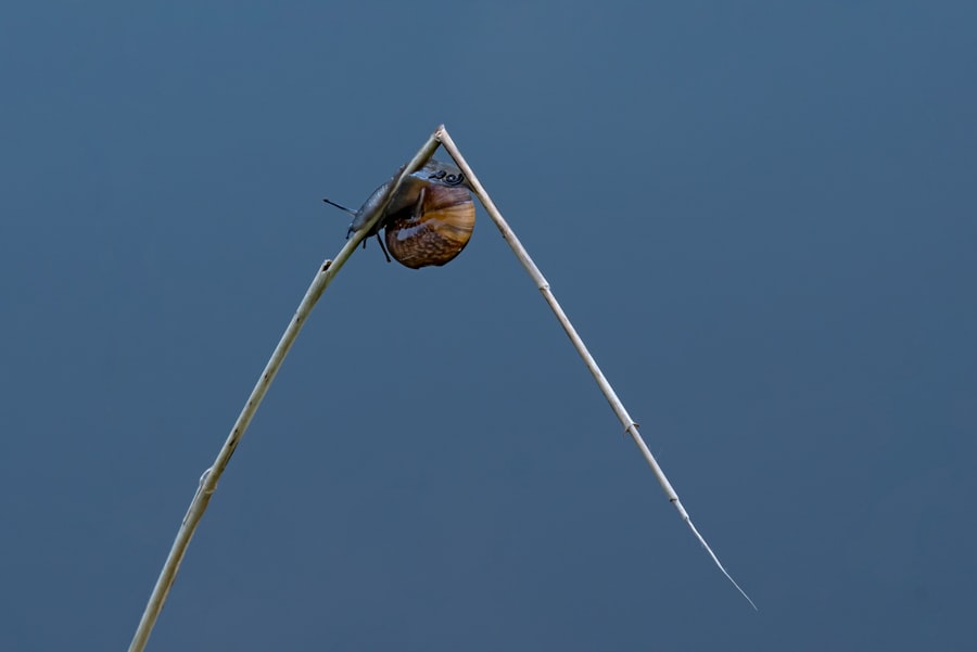 Photo dipole repeller