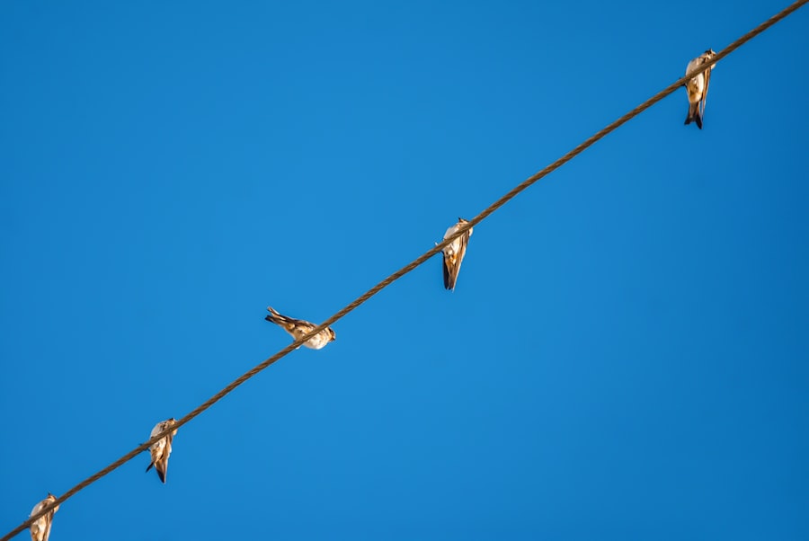 Photo Dipole Repeller