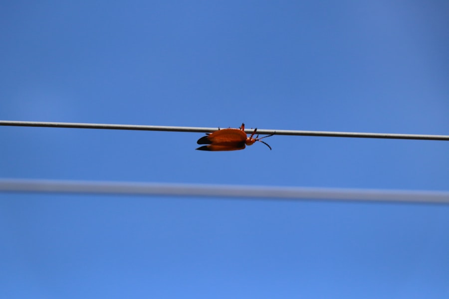 Photo Dipole Repeller