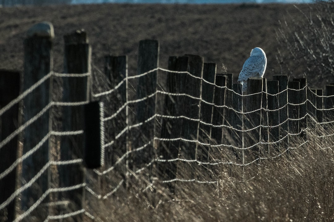 Photo magnetic fence