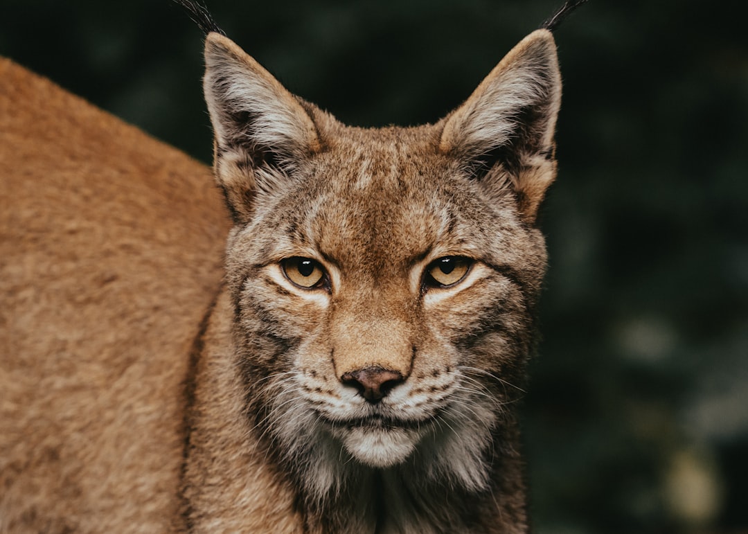 Photo local lynx
