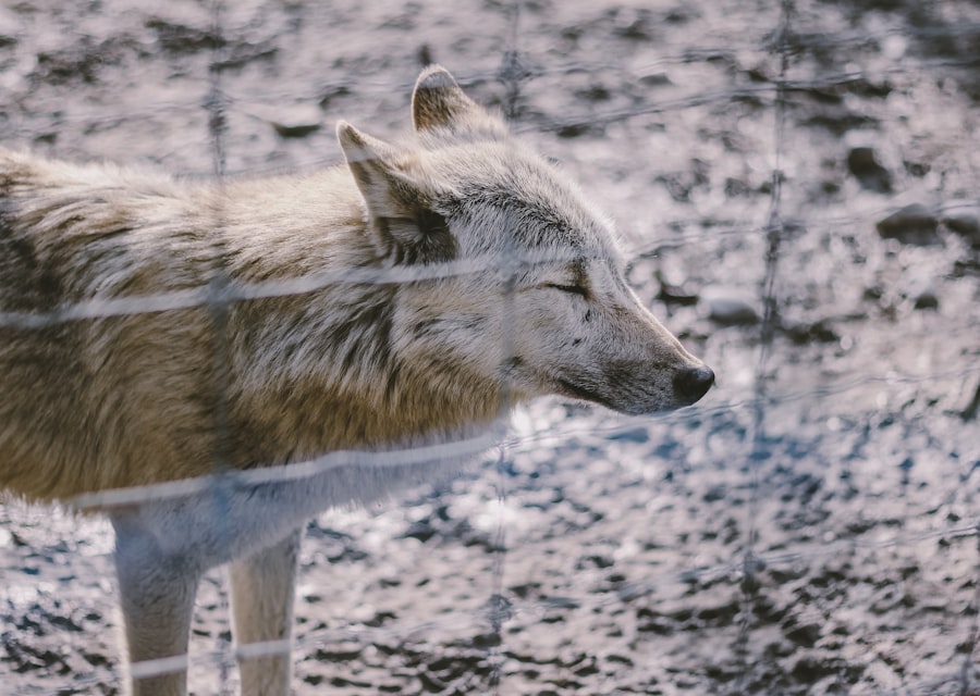Photo integrated sachs wolfe effect