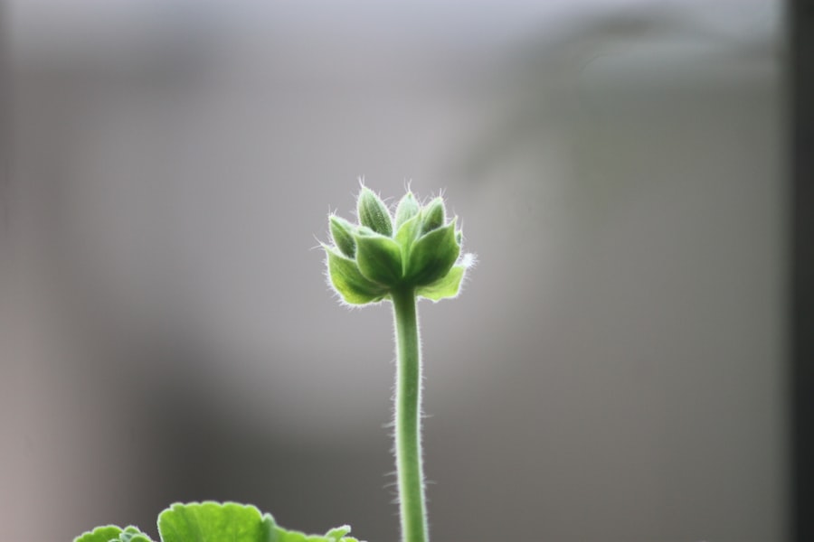 emergence