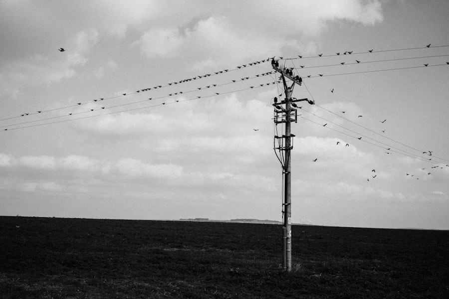 scale-free networks