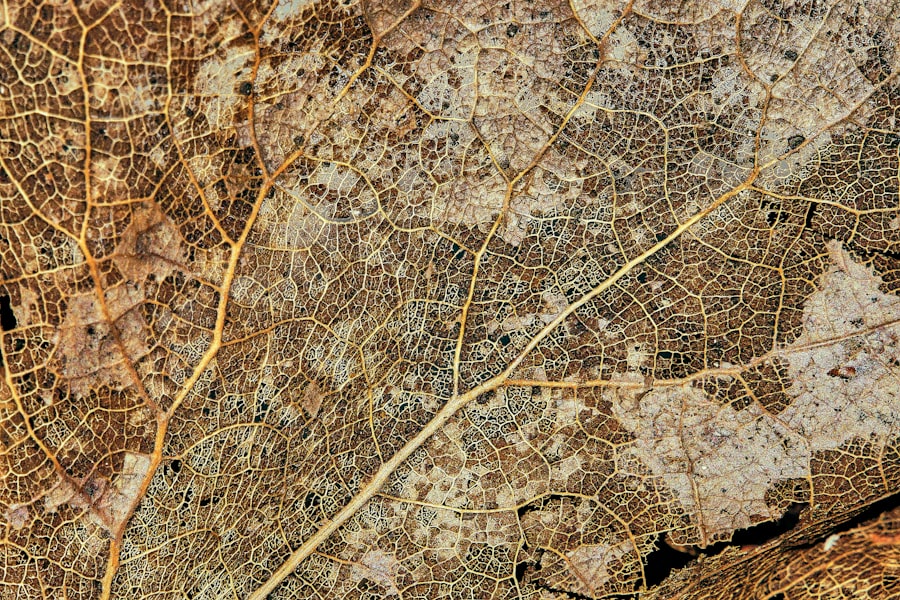 bioelectric maps