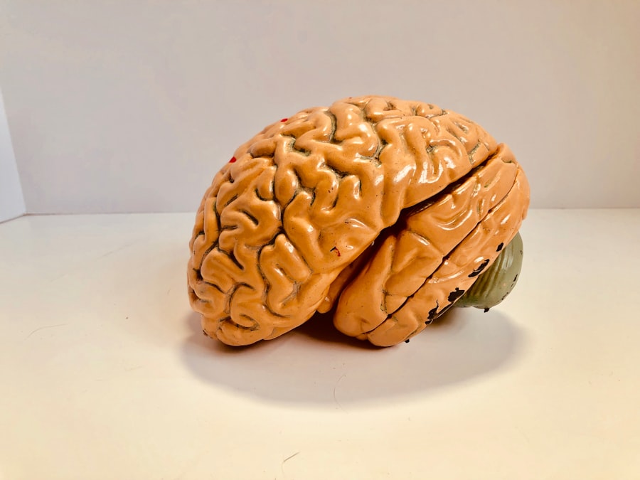 Brain Function