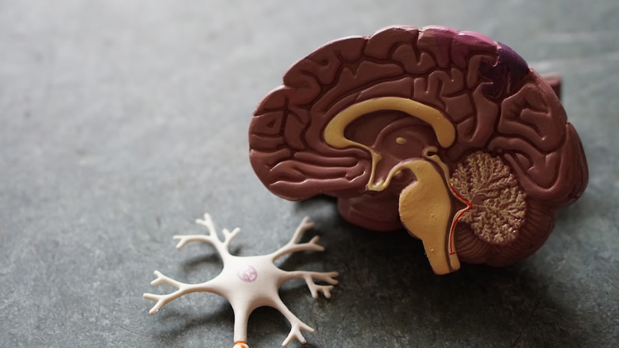 Brain