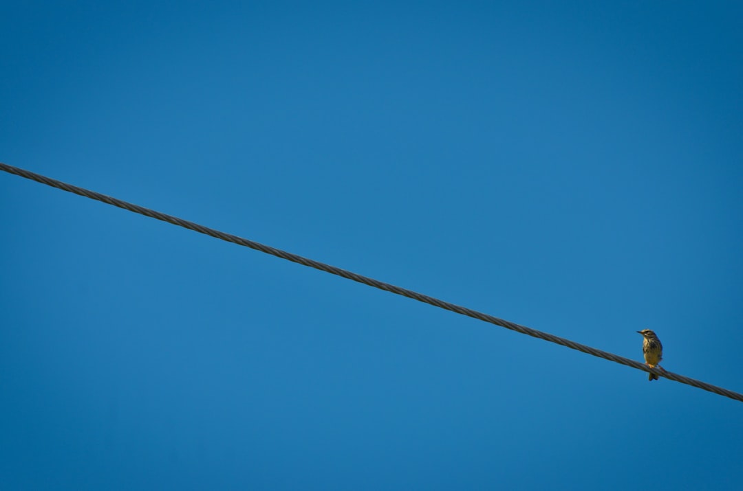 Photo dipole repeller