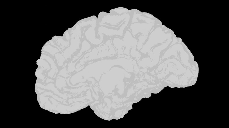 Photo Brain Function