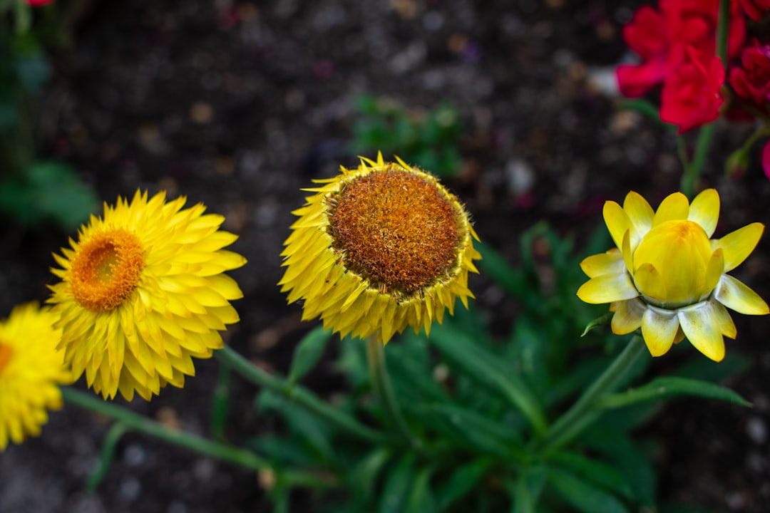 Photo attractor