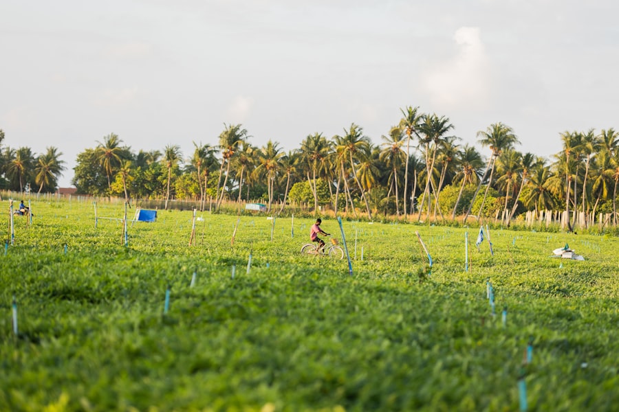local field focus