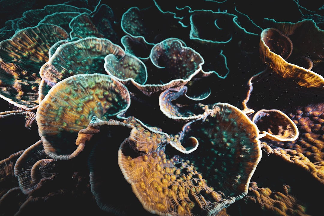 Photo extraterrestrial microbial life evidence