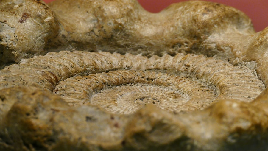 cosmic fossils theory