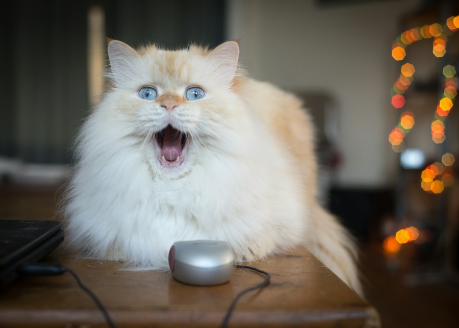 cat yowling