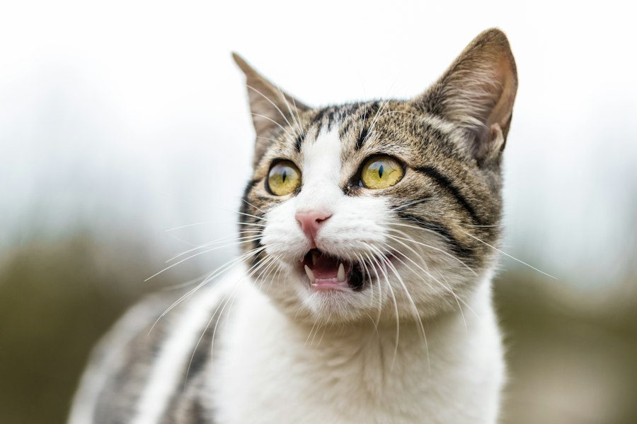 cats spit and hiss