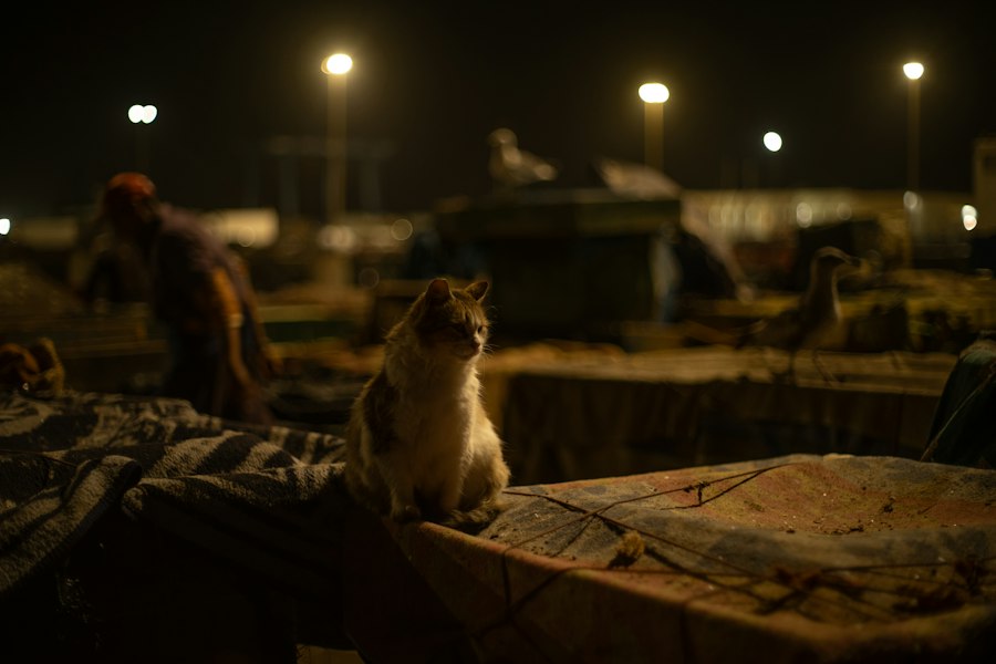 cat yowl night