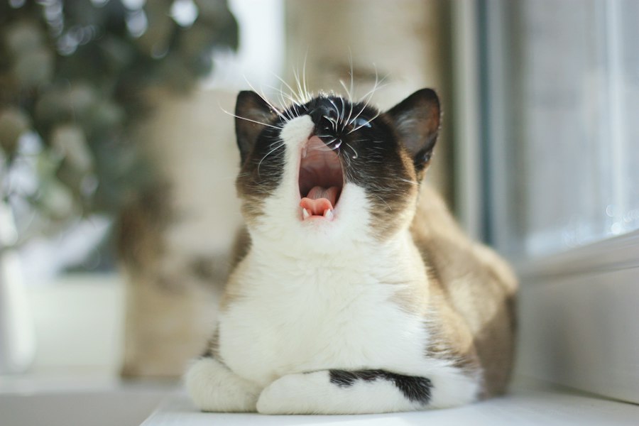 cat defensive sounds