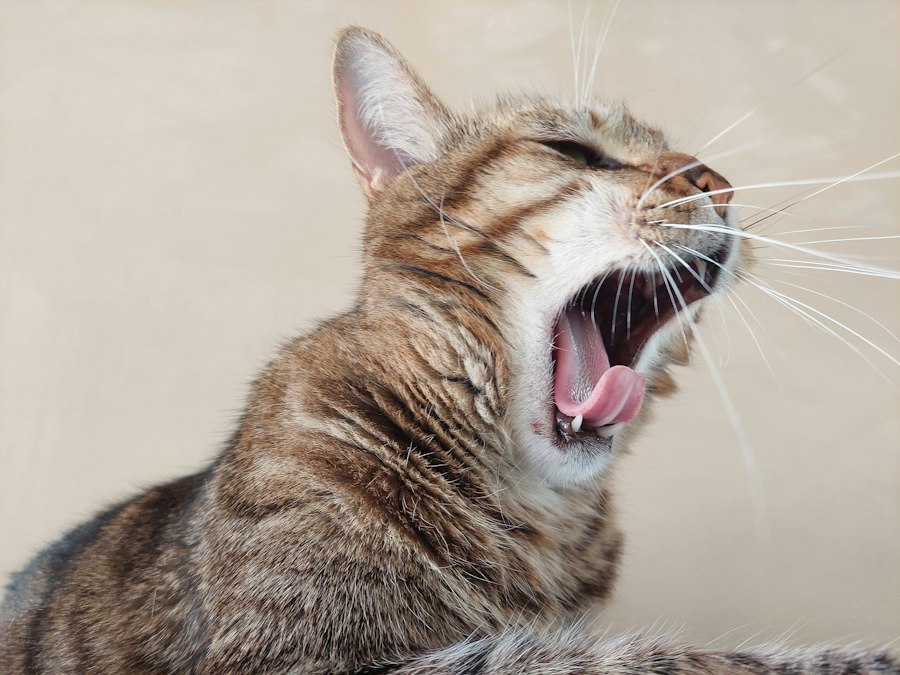 cat howling