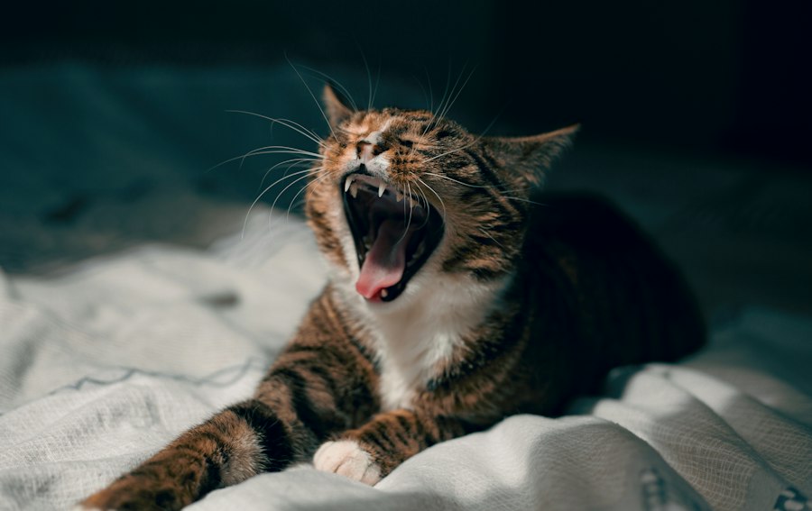 cat vocal