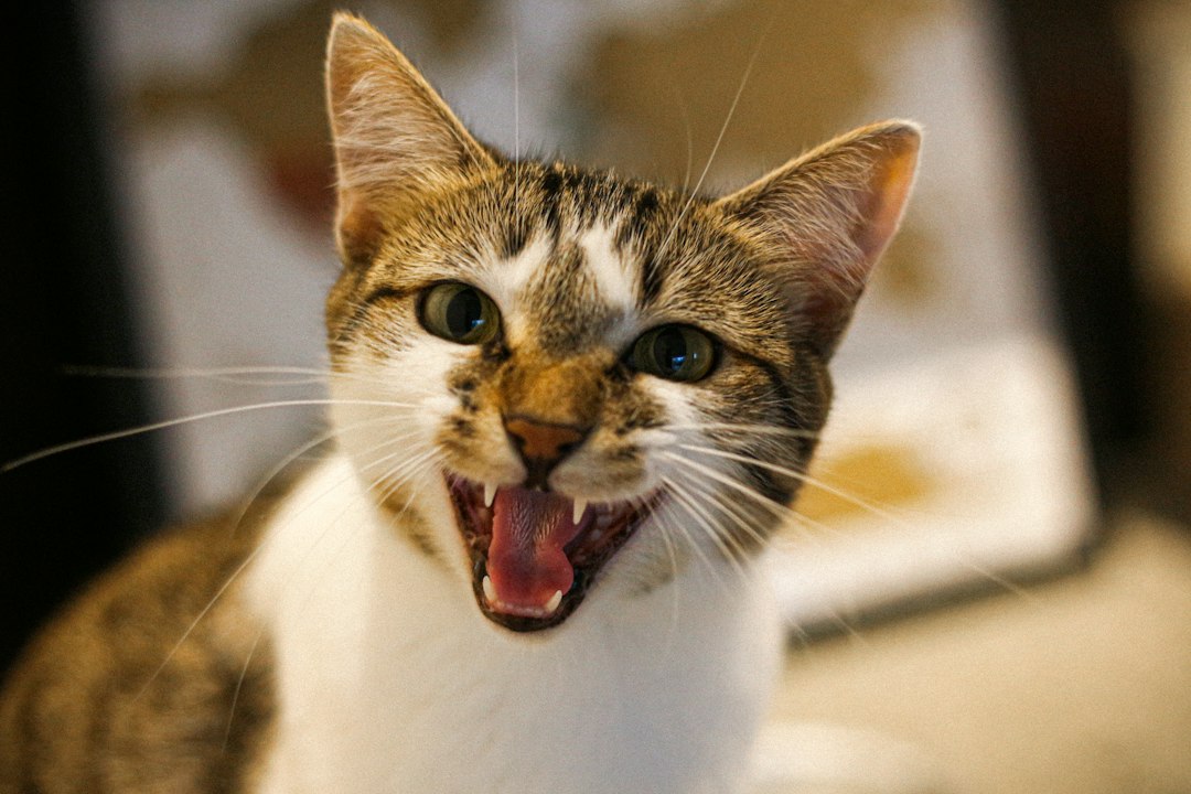 Photo cat yowling