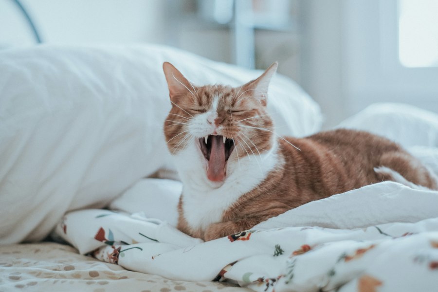 Photo cat yowling