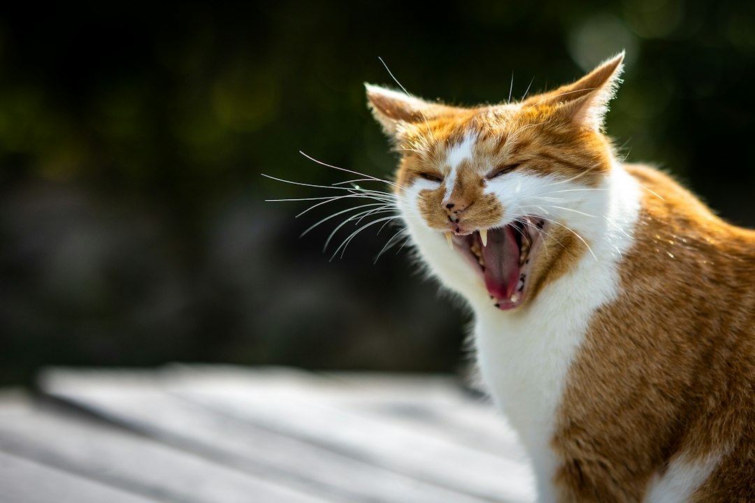 Photo older cat yowling