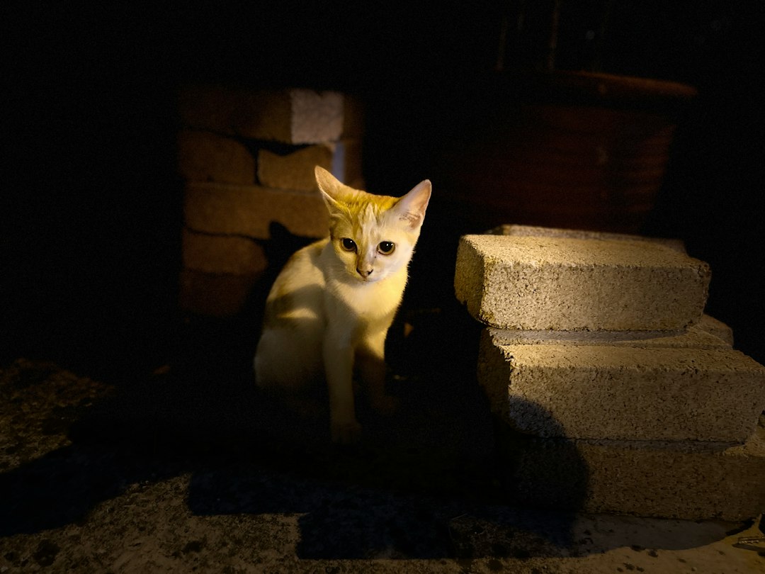 Photo cat yowl night