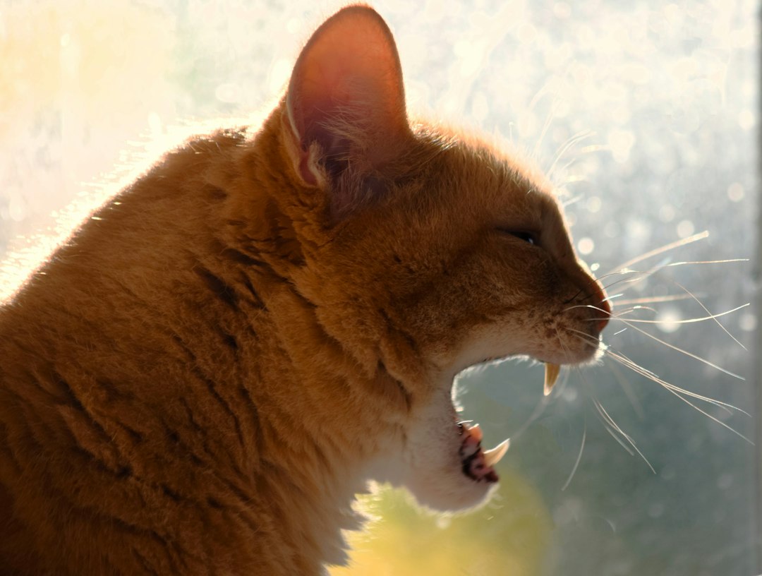 Photo cat howling