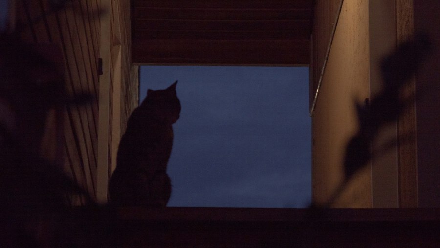 Photo cat yowl night