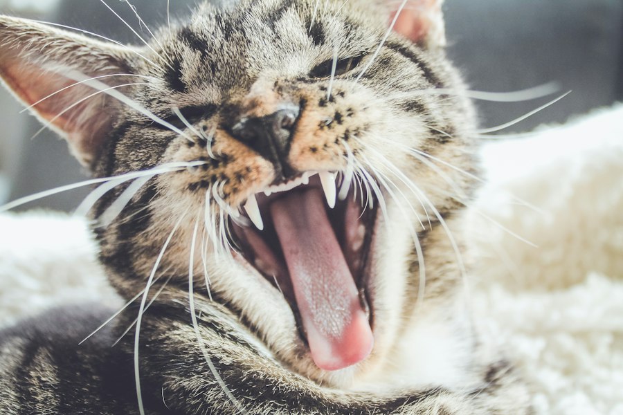 Photo cat howling