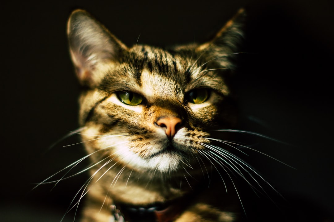 Photo cats caterwaul