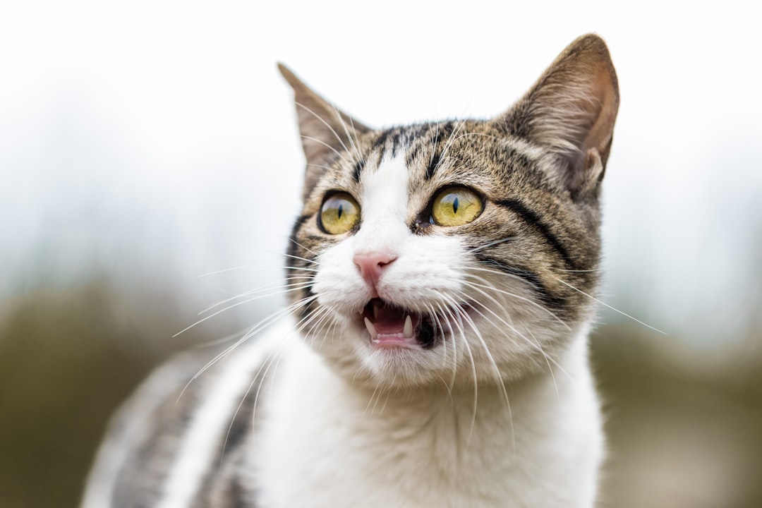 Photo cat vocal